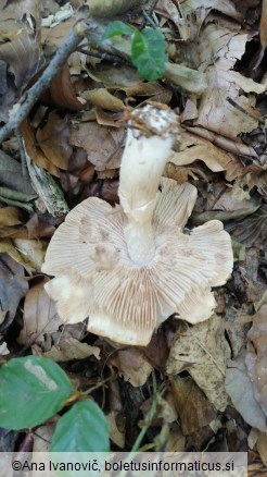 Cortinarius caperatus