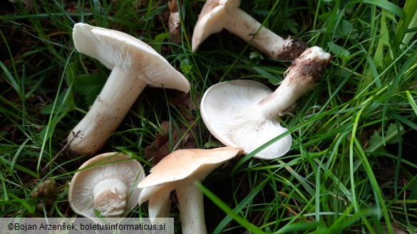 Calocybe gambosa