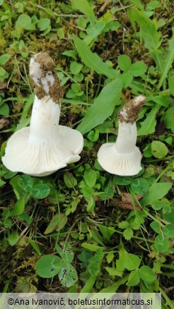 Hygrophorus ligatus