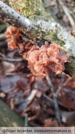 Phaeotremella frondosa