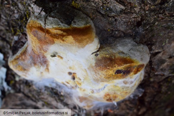 Phellinus pomaceus