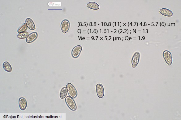 Pseudosperma obsoletum