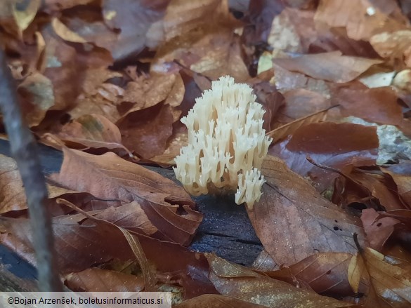 Artomyces pyxidatus