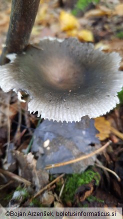 Russula heterophylla