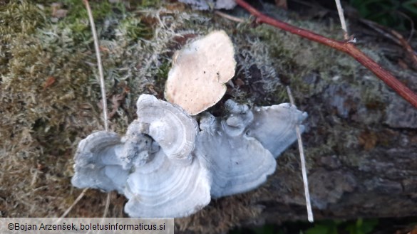 Trametes hirsuta