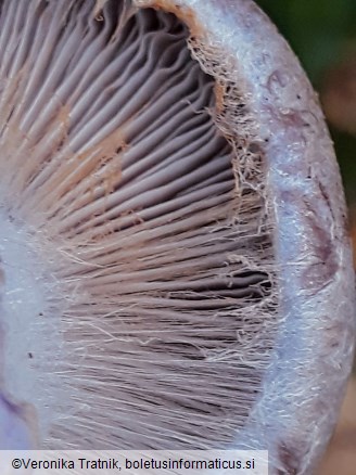 Cortinarius traganus