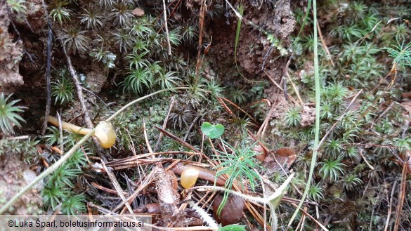 Leotia lubrica