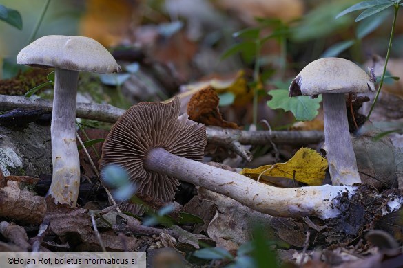 Cortinarius lucorum
