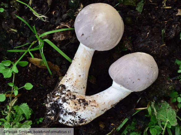 Leucoagaricus cinerascens