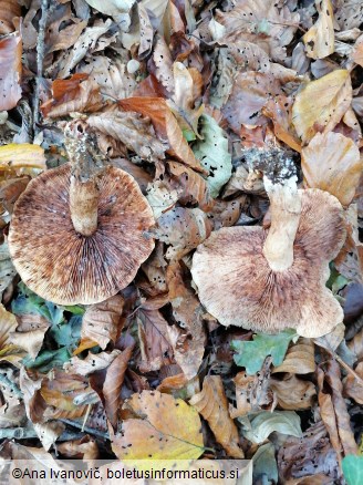 Tricholoma ustale