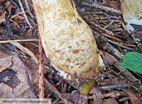 Hortiboletus bubalinus