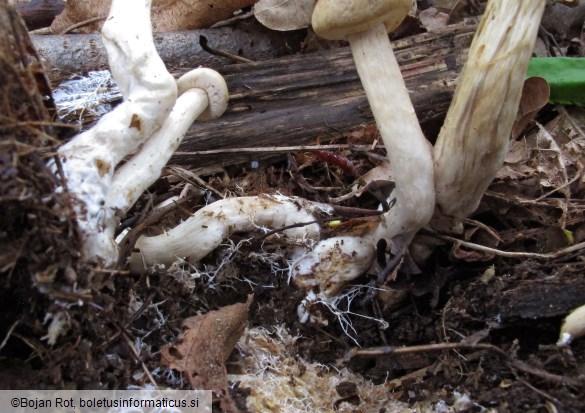 Agrocybe praecox