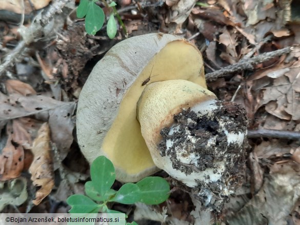 Butyriboletus fechtneri