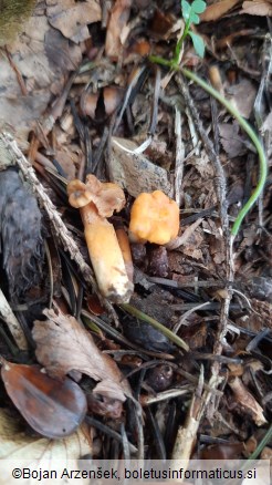 Cantharellus friesii