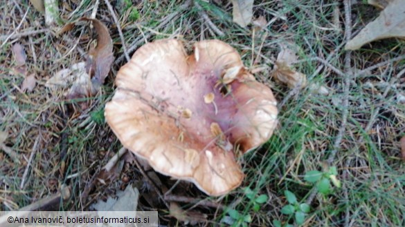 Tricholoma pessundatum