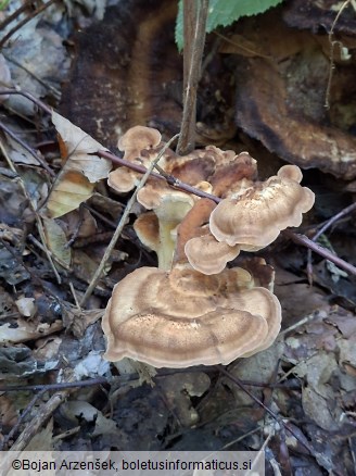 Meripilus giganteus