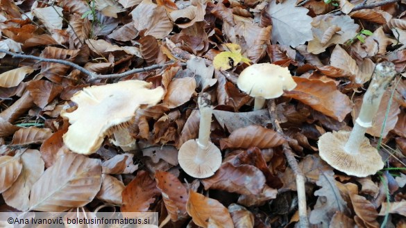 Cortinarius caperatus