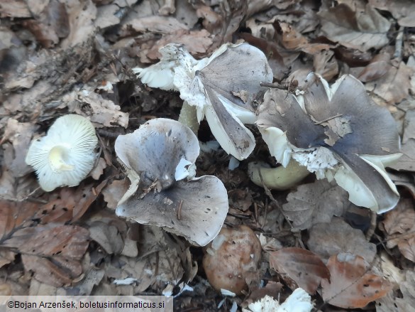 Tricholoma portentosum