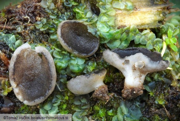 Pindara terrestris