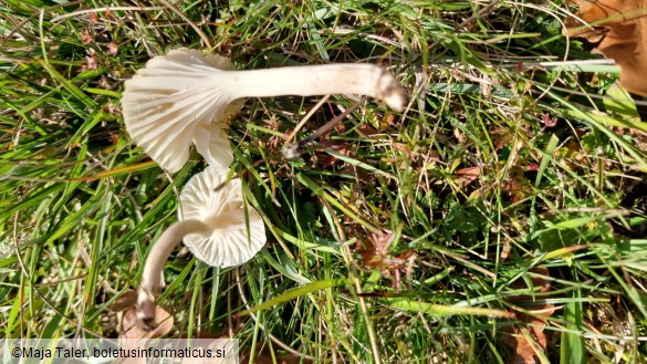 Hygrocybe virginea var. virginea