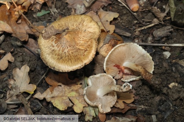 Inocybe fraudans