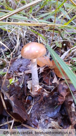 Amanita fulva