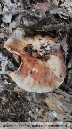 Russula illota