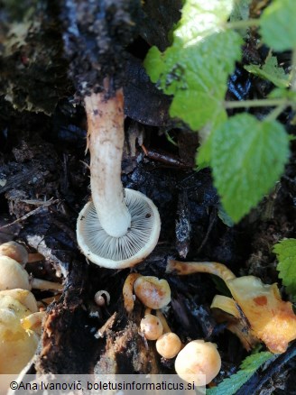 Hypholoma sublateritium