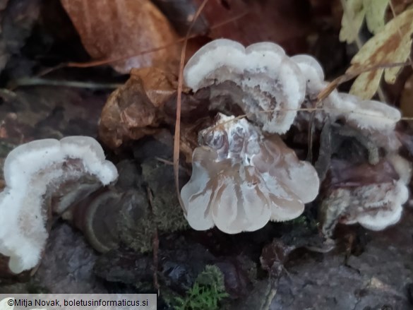 Auricularia mesenterica