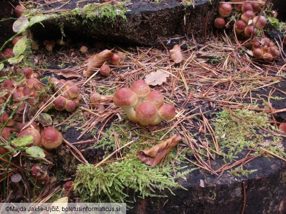 Hypholoma sublateritium