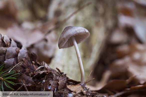 Mycena plumipes