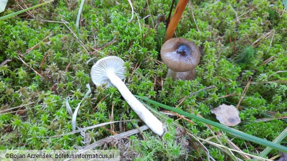 Hygrophorus olivaceoalbus