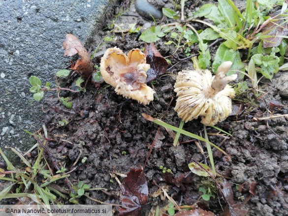 Tricholoma scalpturatum