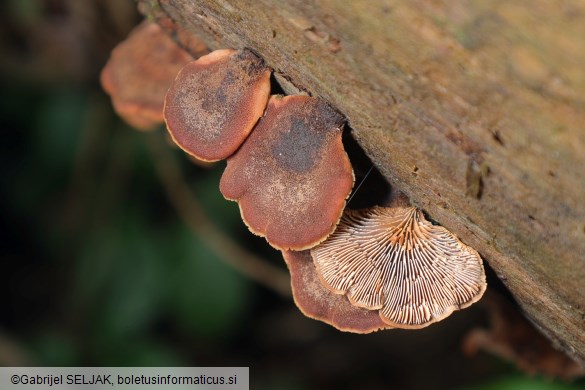 Lentinellus ursinus
