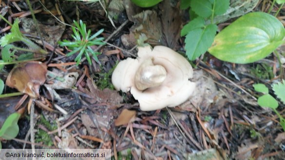 Geastrum triplex