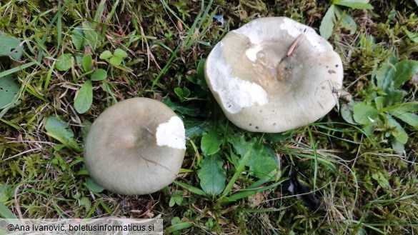 Russula heterophylla