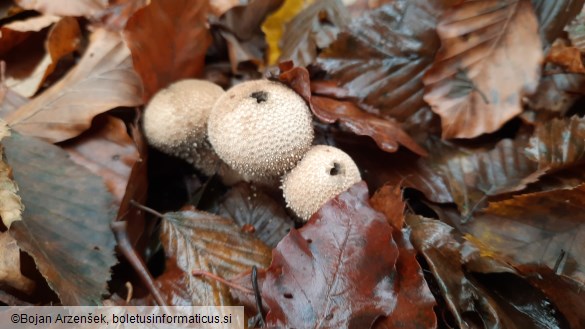 Lycoperdon perlatum