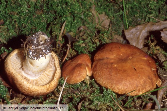 Cortinarius pseudocrassus