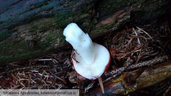 Russula emetica