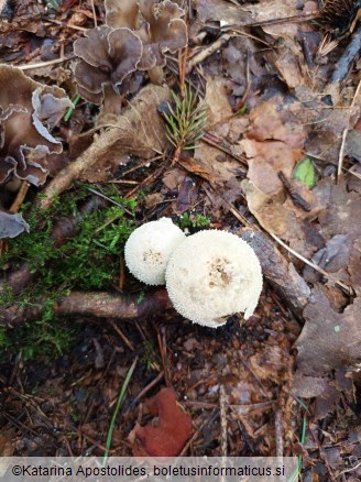 Lycoperdon perlatum