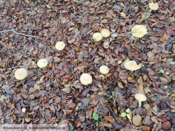 Cortinarius caperatus