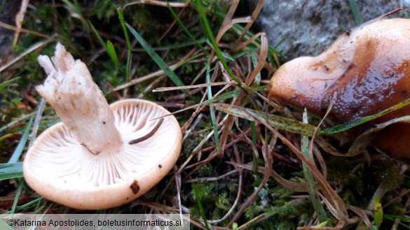 Hygrophorus discoideus