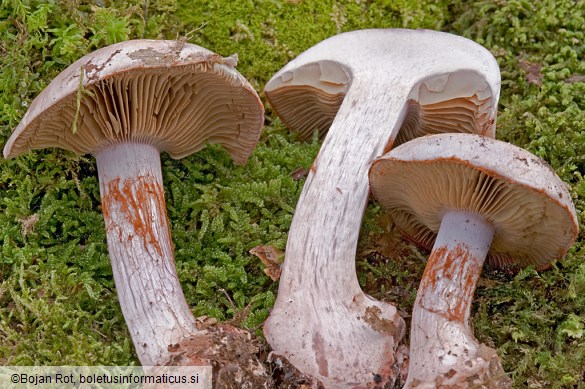 Cortinarius rufo-olivaceus