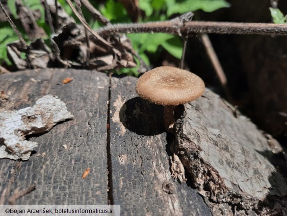 Polyporus ciliatus