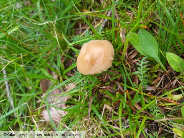 Marasmius oreades