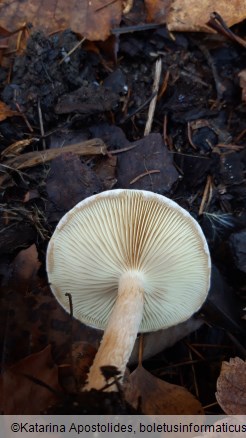 Pholiota lenta