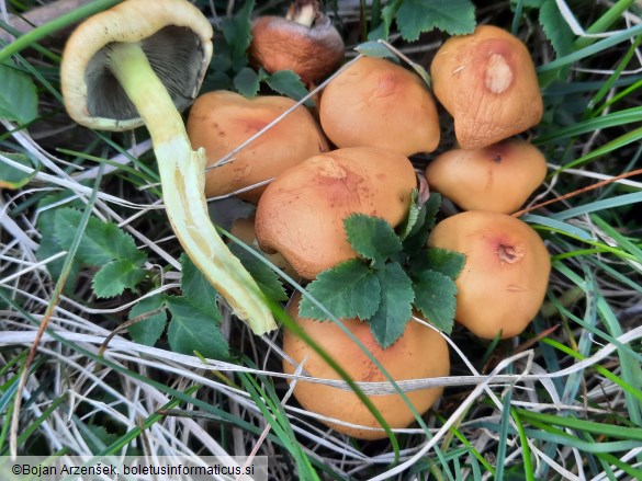 Hypholoma fasciculare