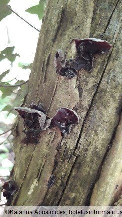 Auricularia auricula-judae