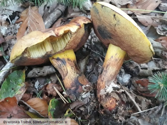 Neoboletus xanthopus