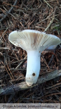 Russula vesca